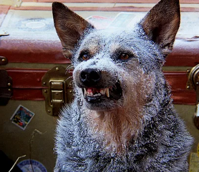 Tropic Air & Heat primary photo